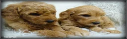 Labradoodle honden te koop: Labradoodle medium pups - Advertentie 18