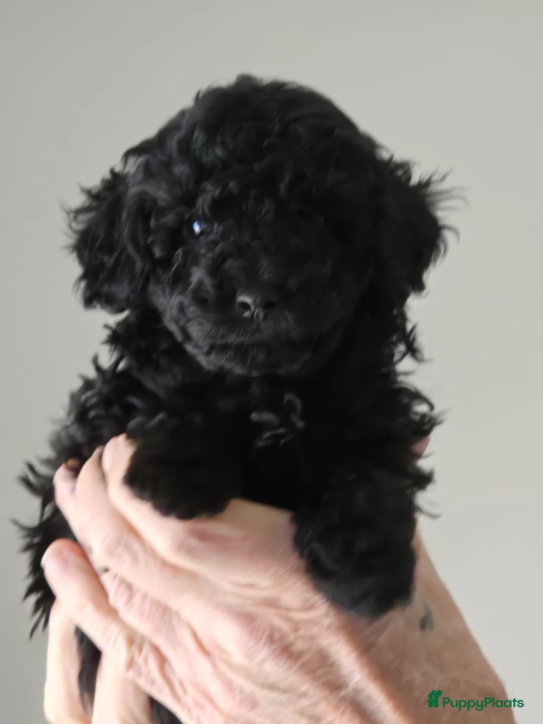 Poedel Toy honden te koop: Lieve toy poedeltjes - Advertentie 8