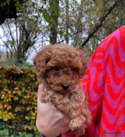 Kruising honden Lieve kleine poedel pups (Dwergpoedel x Toypoedel) - Advertentie 1