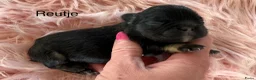 Franse Bulldog honden te koop: Prachtig nestje Franse bulldog pups  - Advertentie 5