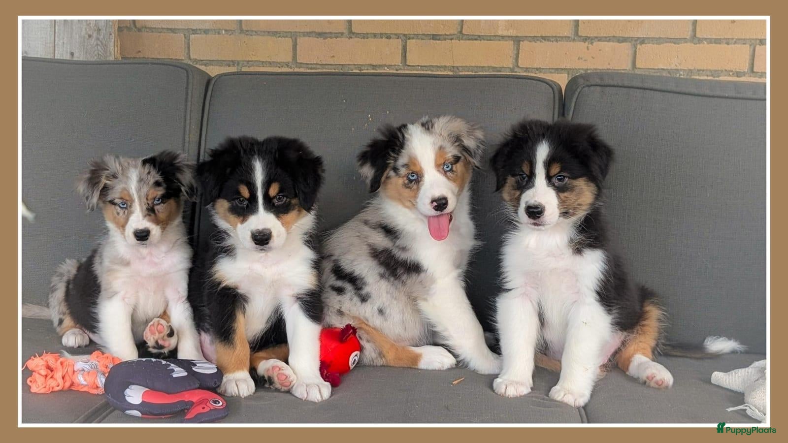 Australian Shepherd honden Prachtige australian shepherd pups mogen verhuizen - Advertentie 1