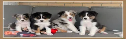 Australian Shepherd honden te koop: Prachtige australian shepherd pups mogen verhuizen in Gouderak - Advertentie 1