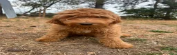 Labradoodle honden te koop: Mooie mini Labradoodle pups - Advertentie 5