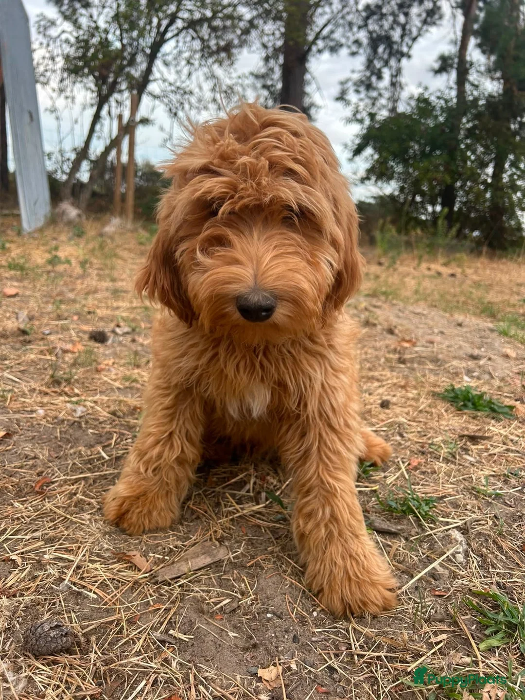Labradoodle honden te koop: Mooie mini Labradoodle pups - Advertentie 5