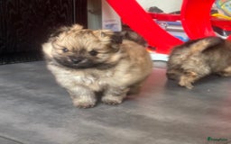 Pomeriaan honden te koop: Pomeranian /pomeriaan pups - Afbeelding 6