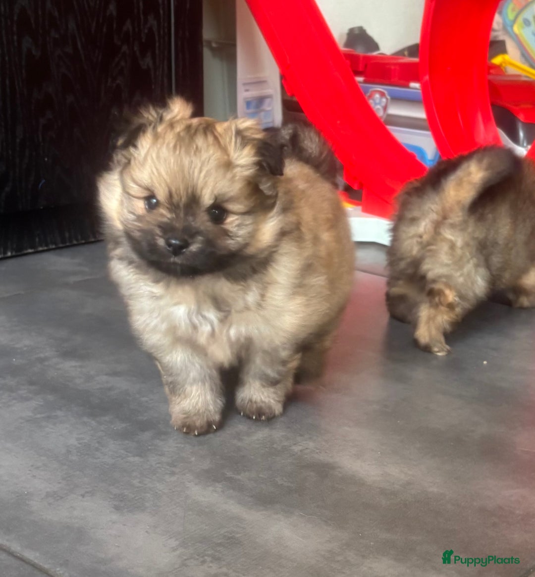 Pomeriaan honden te koop: Pomeranian /pomeriaan pups - Afbeelding 6