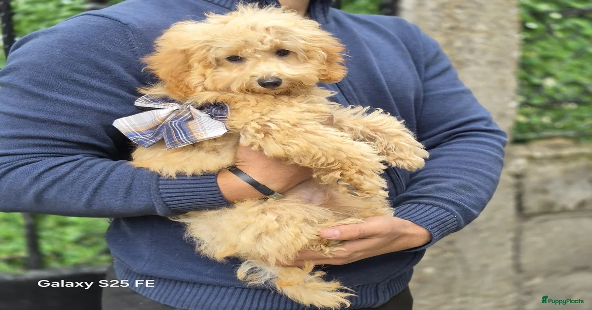 Mini Toy Poedel Pups te koop | Puppyplaats