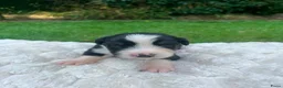 Australian Shepherd honden te koop: Nog 4 Australische Herder pups beschikbaar! - Advertentie 5