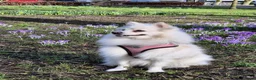 Kruising honden te koop: 4 Prachtige Keeshond/Pomeriaan pups (Oranje-Sabel) in Den Haag - Advertentie 1