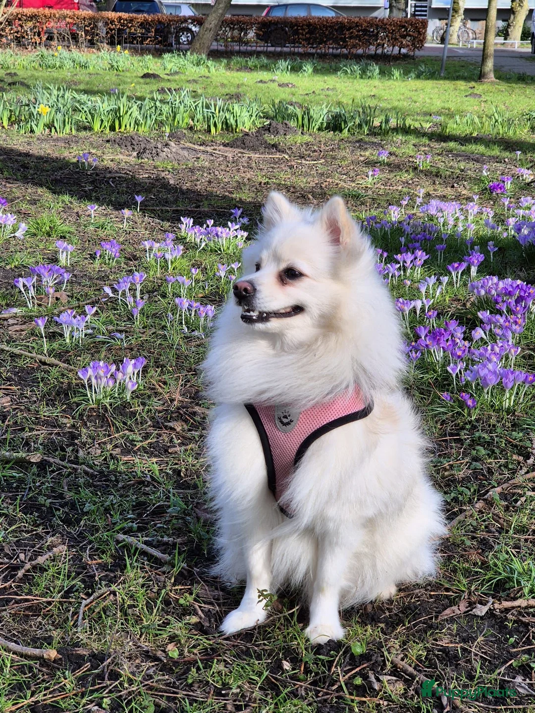 Kruising honden te koop: 4 Prachtige Keeshond/Pomeriaan pups (Oranje-Sabel) in Den Haag - Advertentie 1