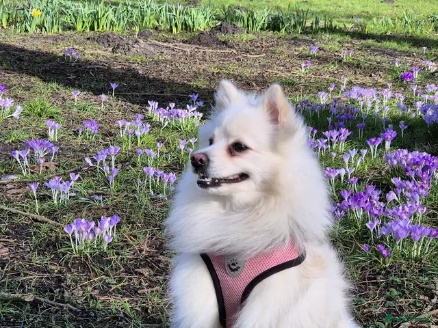 Kruising honden 4 Prachtige Keeshond/Pomeriaan pups (Oranje-Sabel) - Advertentie 1