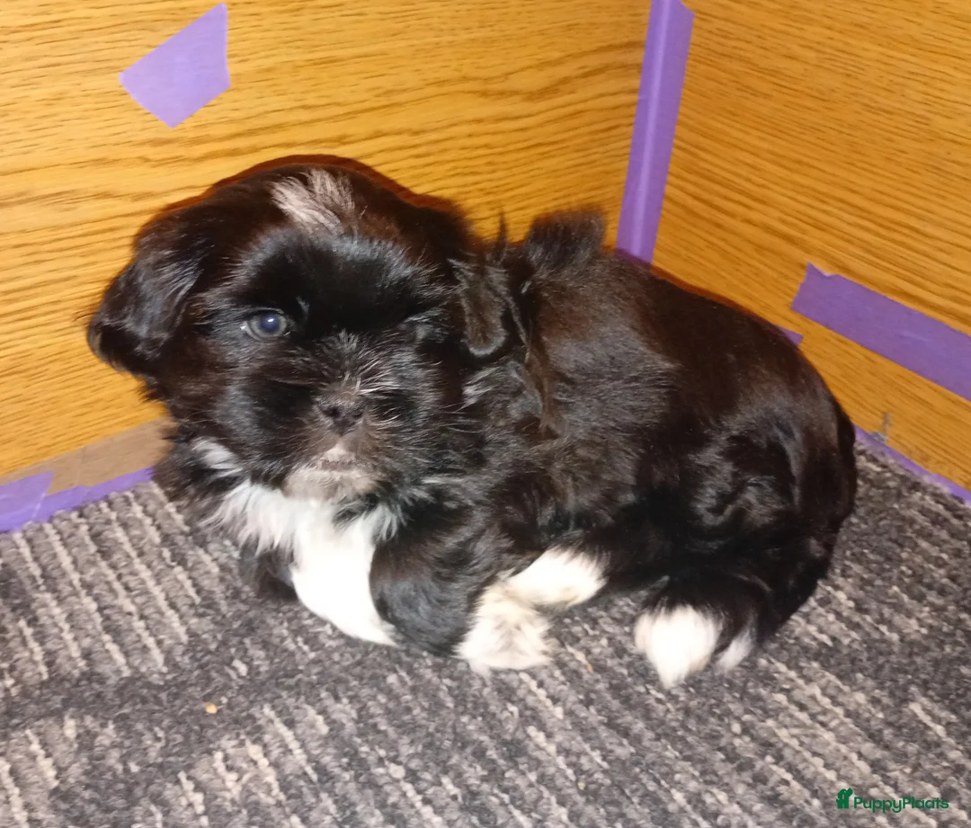 Shih Tzu honden te koop: Shih Tzu pups - Advertentie 11