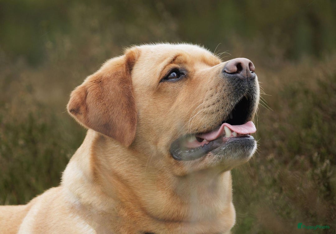 Labrador Retriever honden te koop: Mooie labrador pups - Advertentie 11