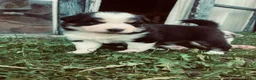 Kruising honden te koop: Australian sheppard/border collie puppy's - Advertentie 13