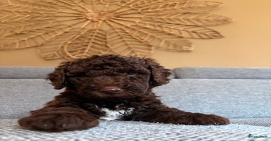 Spaanse Waterhond honden Liefdevolle Spaanse Waterhond  - Advertentie 1