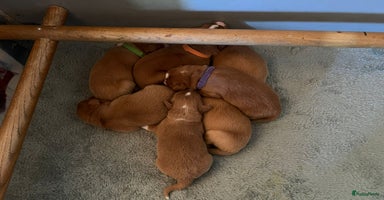 Nova Scotia Duck Tolling Retriever honden - Advertentie 4