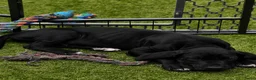 Duitse Dog honden te koop: Duitse Dog pups geboren - Advertentie 4