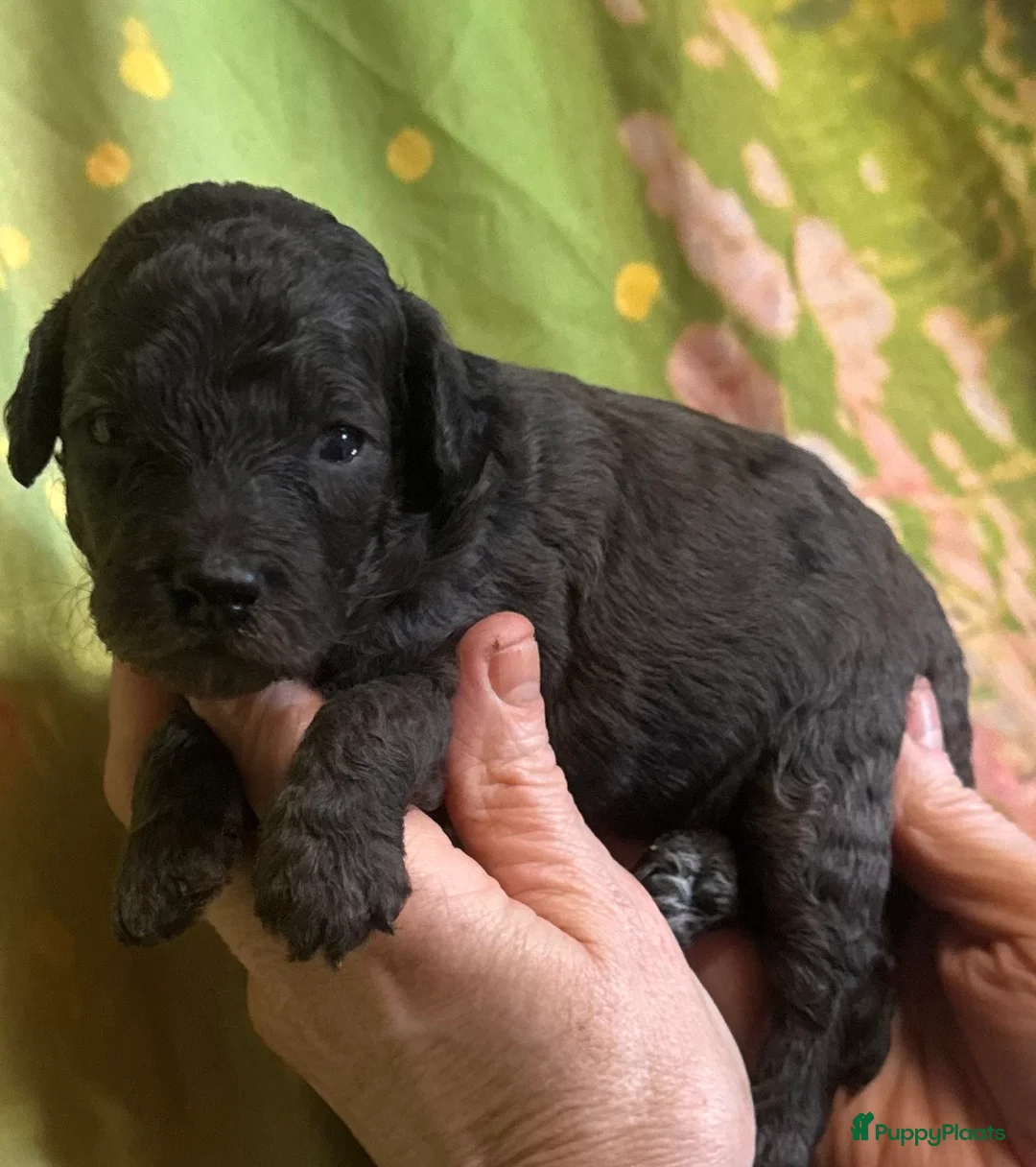 Australian Labradoodle honden te koop: Te koop mini Australian LAbradoodles - Advertentie 12