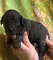 Australian Labradoodle Puppy 6
