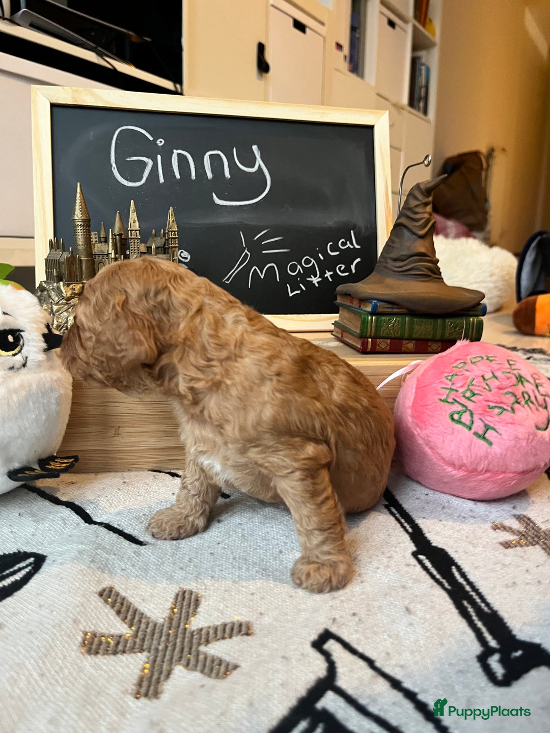 Cockapoo honden te koop: Health-Checked Mini Cockapoo Litter - Advertentie 23