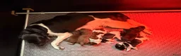 Kruising honden te koop: Friese Stabij x Friese Stabij/Kelpi puppy’s  in Sint-Oedenrode - Advertentie 14