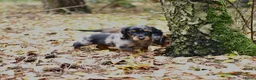 Teckel (langhaar) honden te koop: Teckel pups langhaar kleine dwerg - Advertentie 29