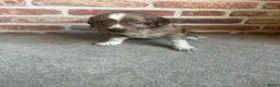Kruising honden te koop: Heidewachtel /australian shepherd puppy’s  in Deurne - Advertentie 8