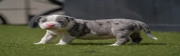 Amerikaanse Bully honden ter dekking: American Bully XL dekreu  - Advertentie 22