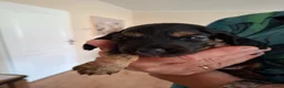 Teckel (langhaar) honden te koop: Prachtige Black en Tan pups - Advertentie 9