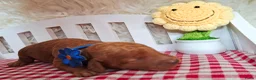 Australian Labradoodle honden te koop: Medium Australian Labradoodles  - Advertentie 20