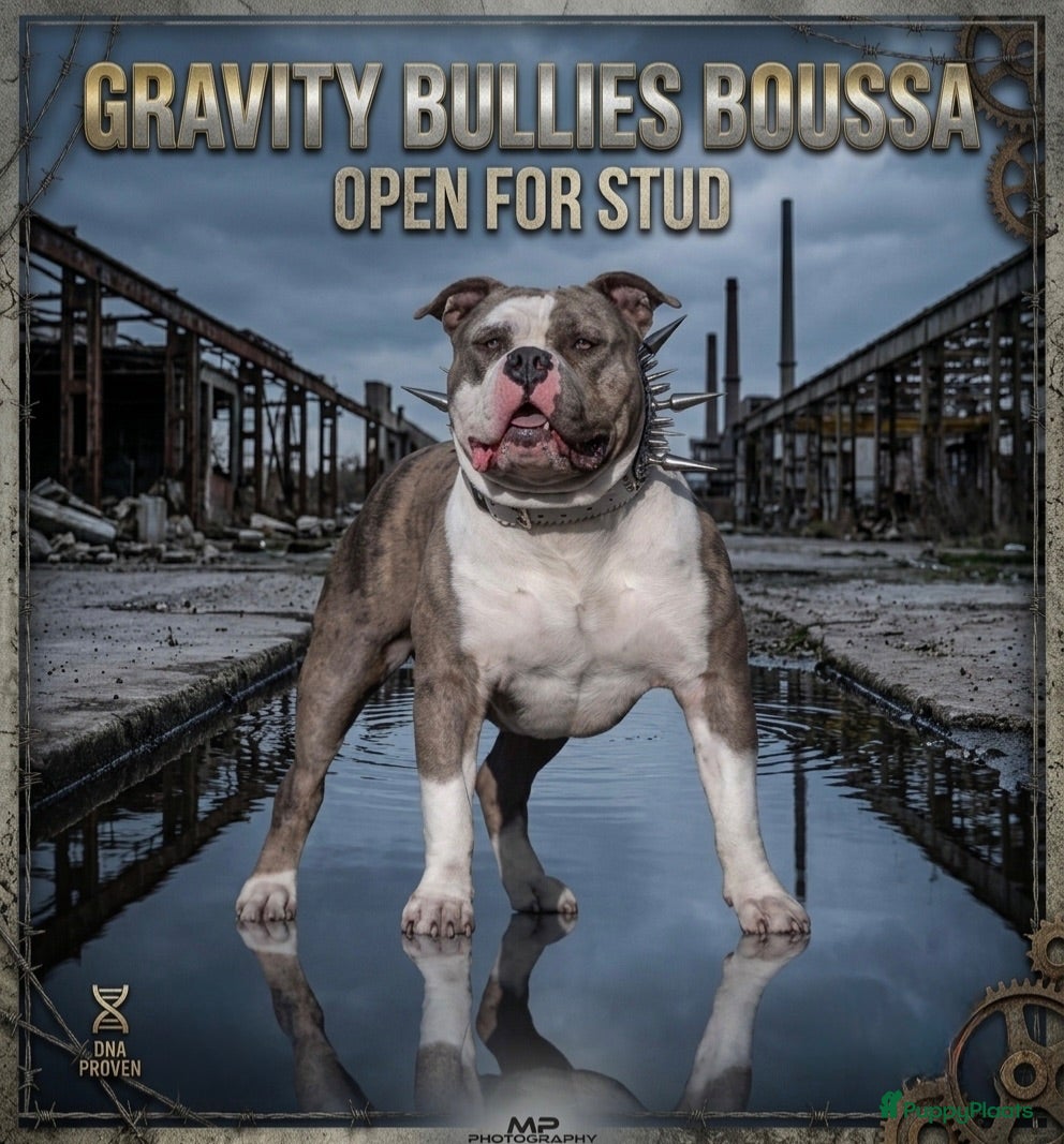 Amerikaanse Bully honden American Bully XL dekreu  - Advertentie 16