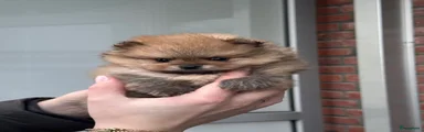 Pomeriaan Puppy 4