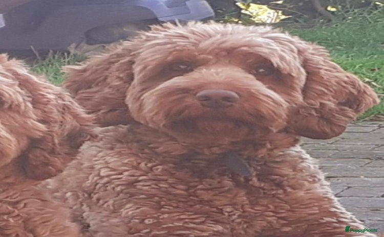 Labradoodle honden - Advertentie 1