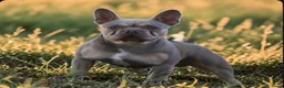 Franse Bulldog honden ter dekking: Franse bulldog dekreu - Advertentie 2