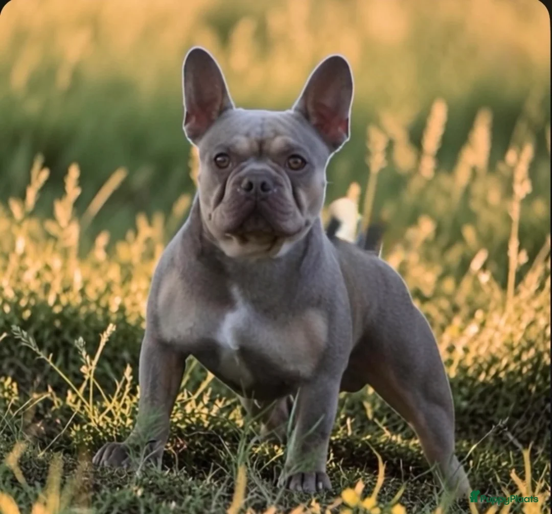Franse Bulldog honden ter dekking: Franse bulldog dekreu - Advertentie 2