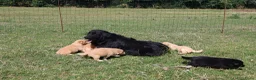 Labrador Retriever honden te koop: Wij hebben hele knappe labrador pups te koop - Advertentie 14