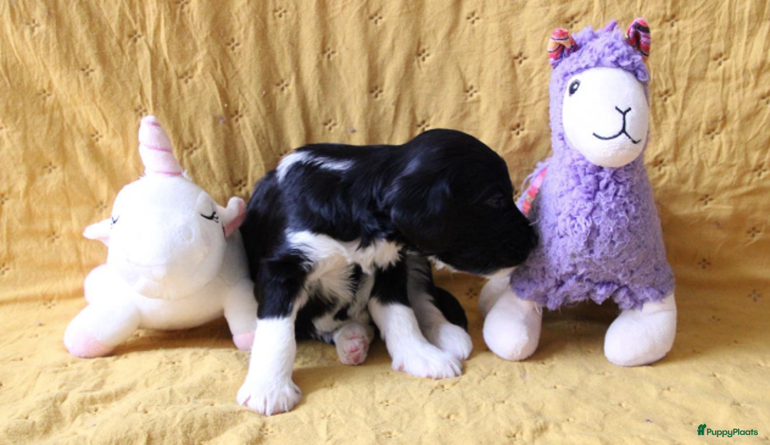 Barbet honden te koop: Barbet pups - Advertentie 32