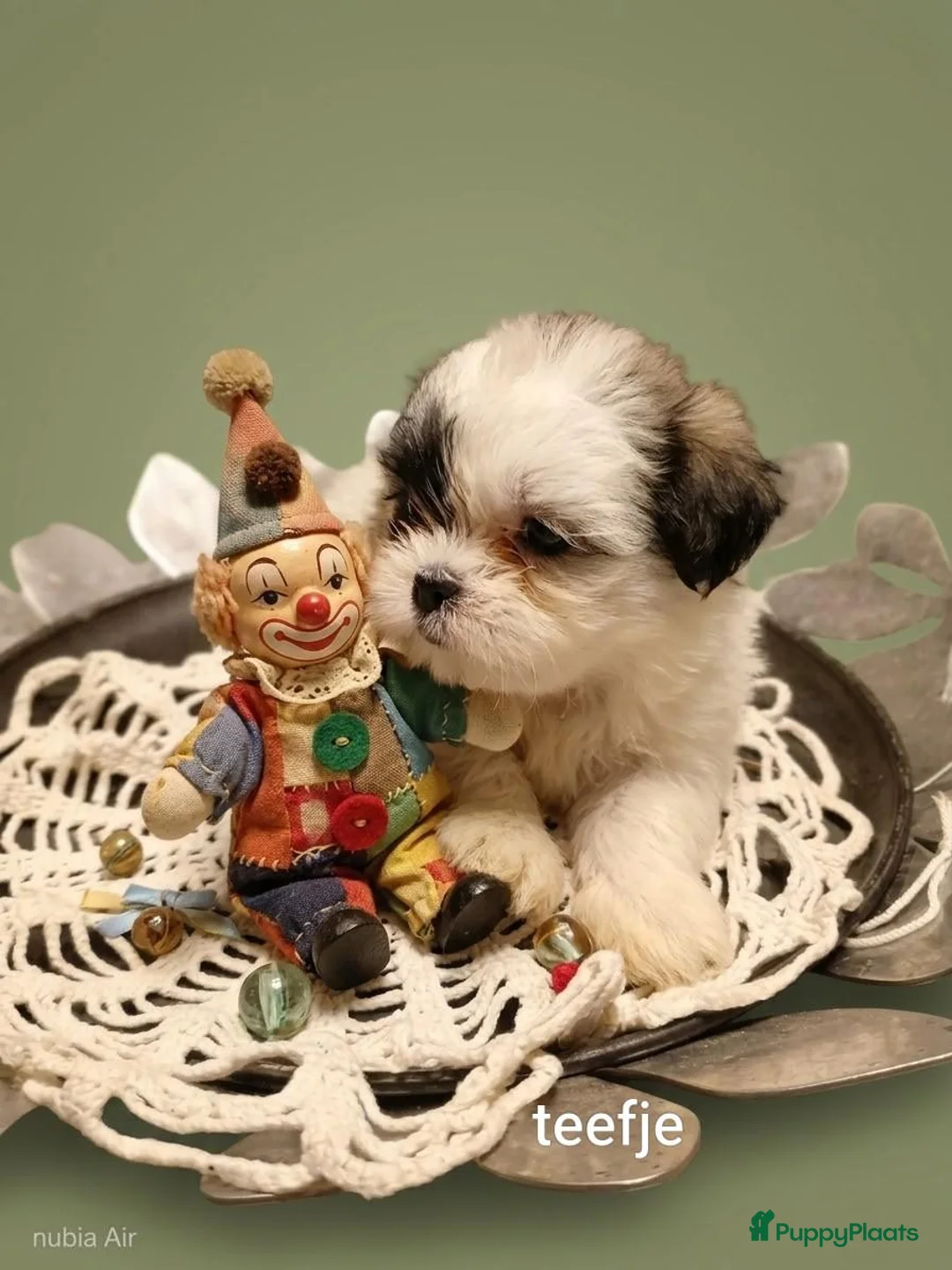 Kruising honden te koop: Mooie  kleine blijvende Boomers tekoop - Advertentie 7