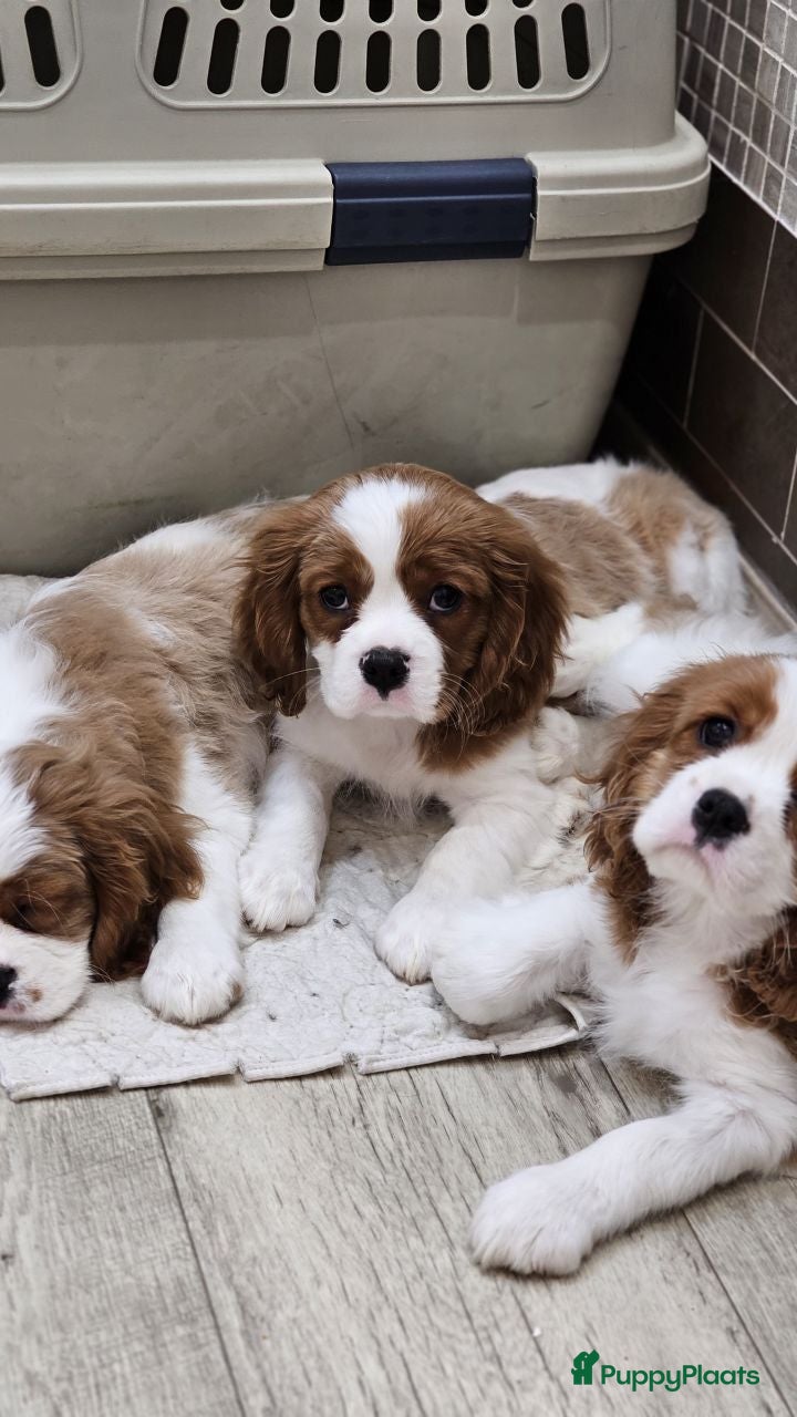 Cavalier King Charles Spaniel honden CavalierKingCharlesSpaniel pup - Advertentie 1