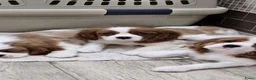 Cavalier King Charles Spaniel honden te koop: CavalierKingCharlesSpaniel pup - Advertentie 1