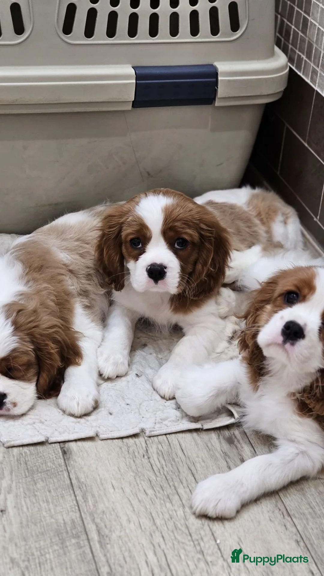 Cavalier King Charles Spaniel honden te koop: CavalierKingCharlesSpaniel pup - Advertentie 1