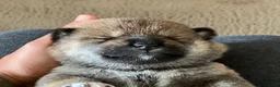 Shiba honden te koop:  Prachtige raszuivere Shiba Inu pups. - Advertentie 7