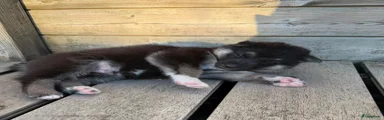 Shepsky 2