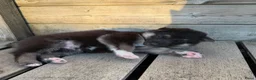 Kruising honden te koop: Gerberian shepsky’s pups - Advertentie 28