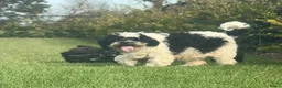Kruising honden te koop: Maltipoo x boomer pups  - Advertentie 29