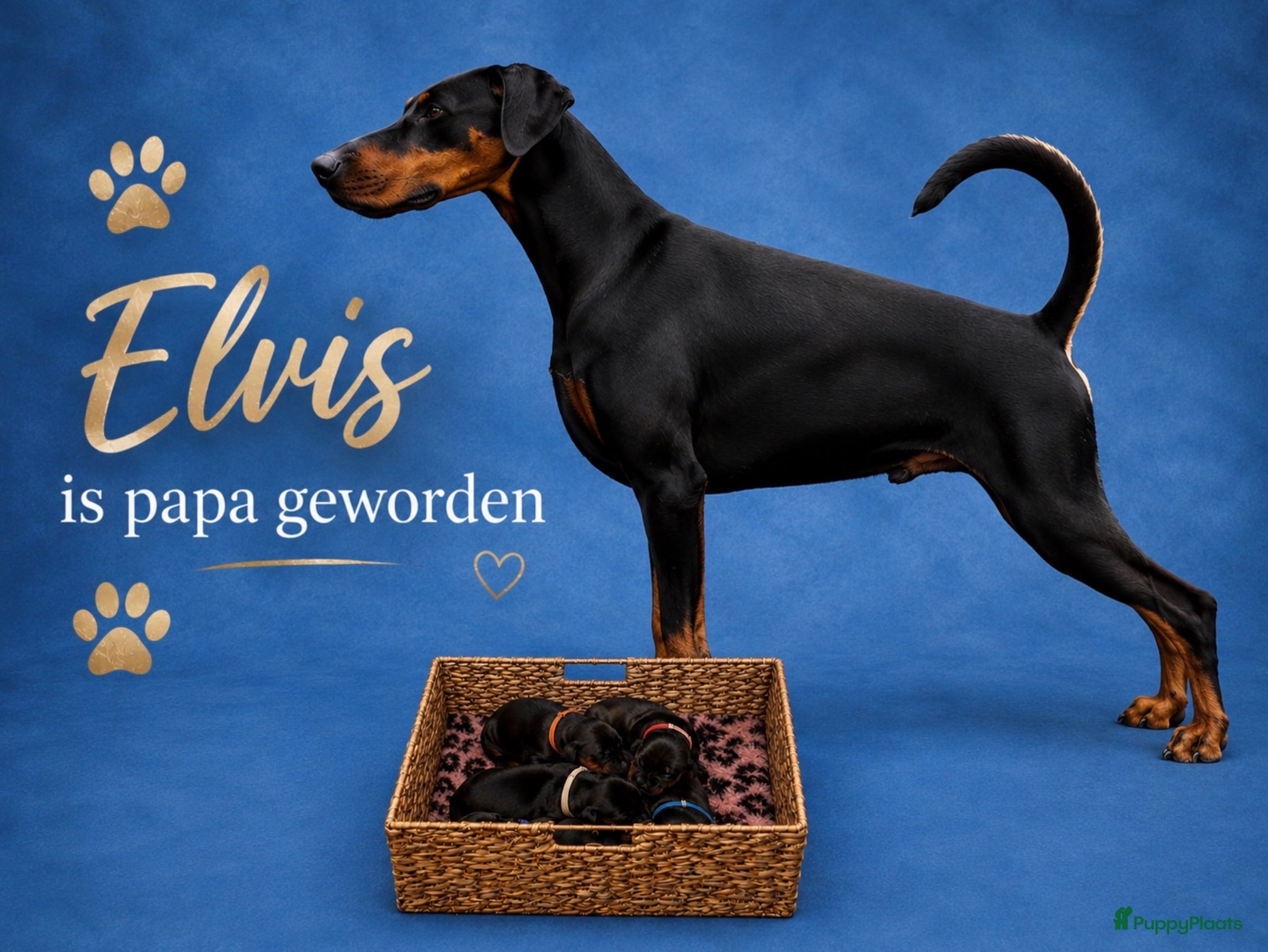 Dobermann honden Dobermann pups  - Advertentie 2