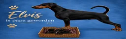 Dobermann honden te koop: Dobermann pups  - Advertentie 1