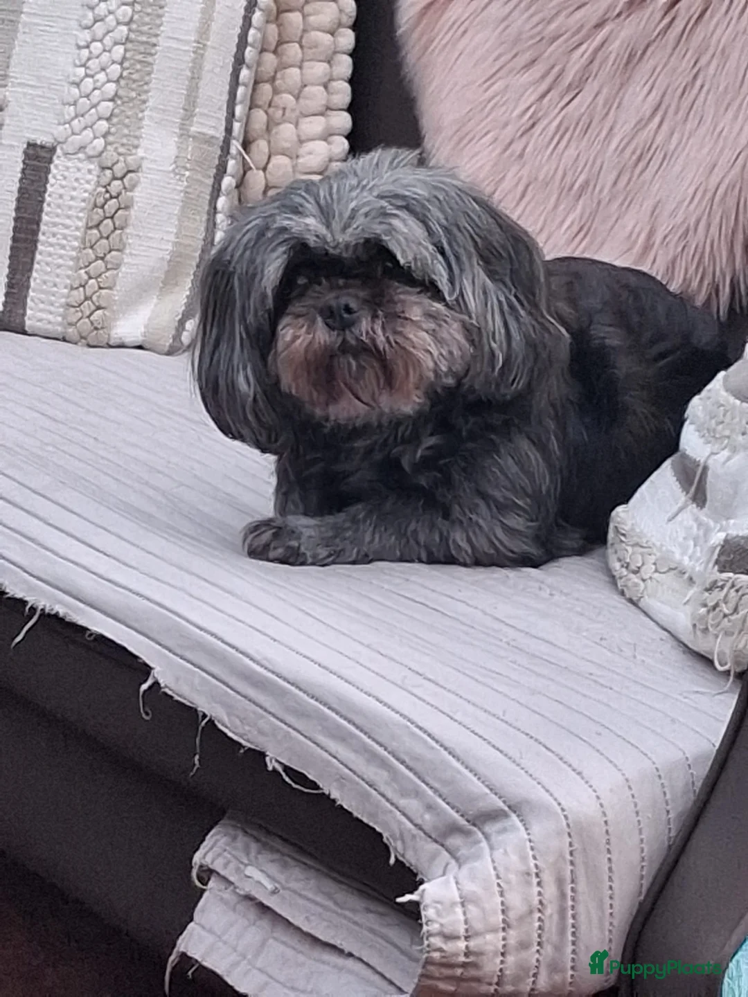 Shih Tzu honden te koop: Shih Tzu pup - Advertentie 1