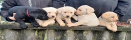 Labrador Retriever honden te koop: Lieve enthousiaste labrador pups - Advertentie 6