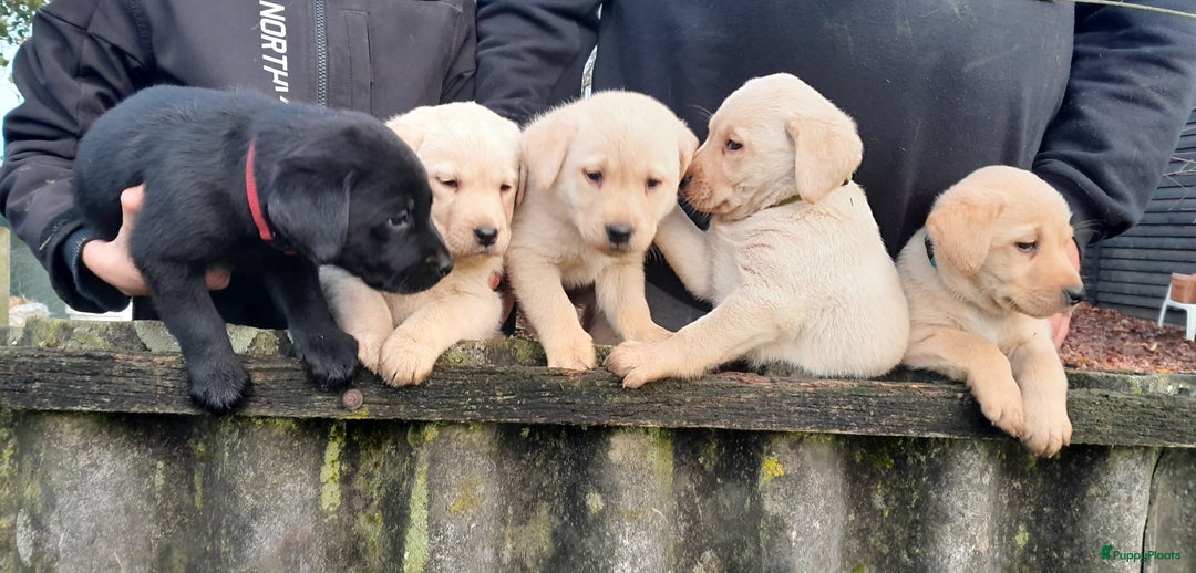 Labrador Retriever honden te koop: Lieve enthousiaste labrador pups - Advertentie 6
